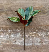 Magnolia Leaves