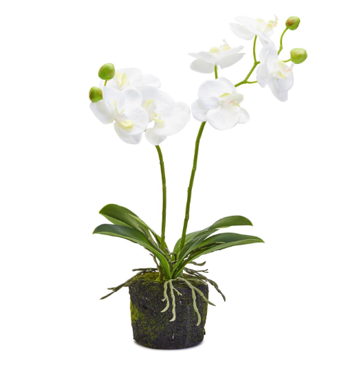 White Butterfly Orchid