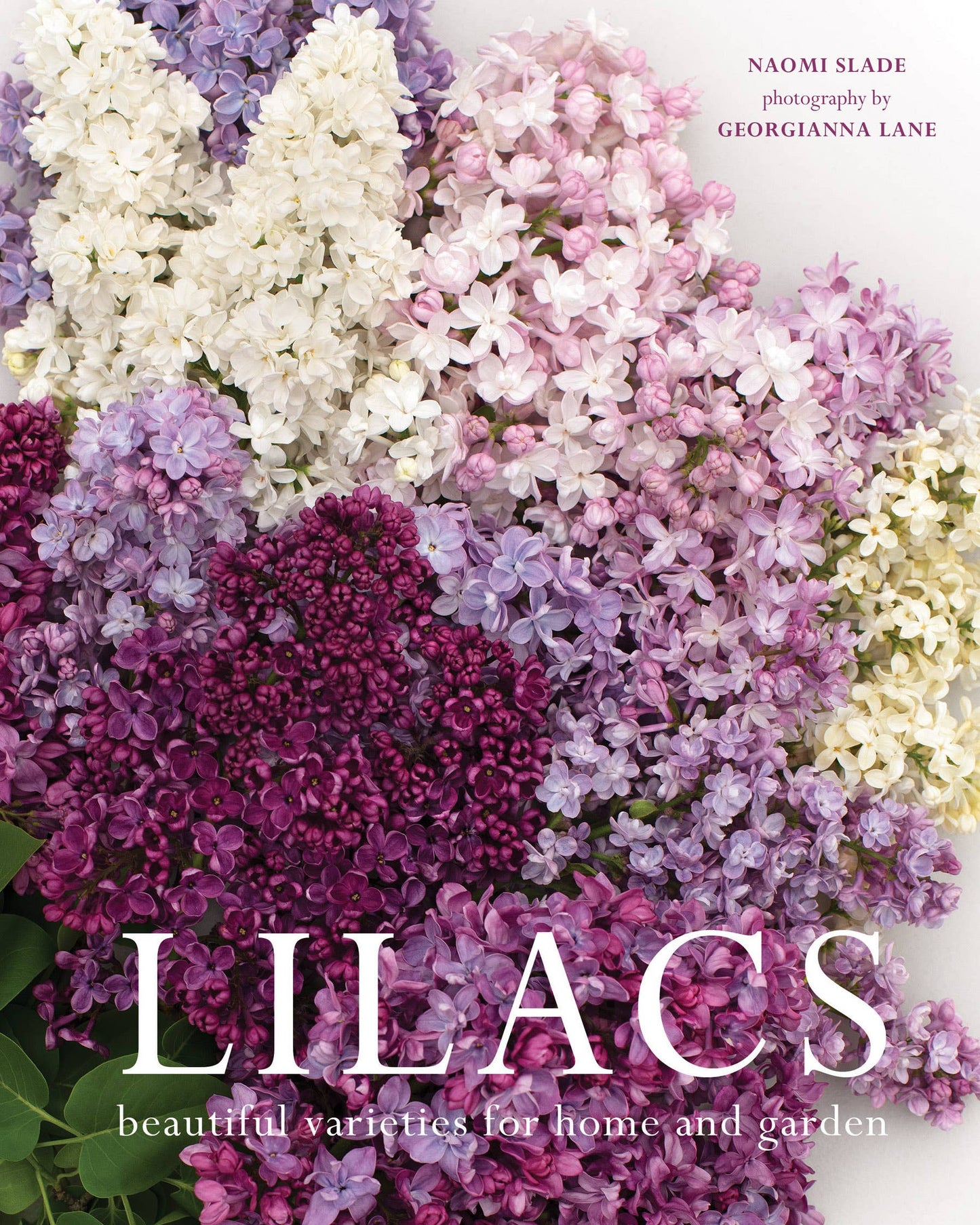 Lilacs