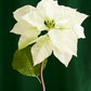 Raz 24" Cream Poinsettia Stem Christmas Tree Accessory